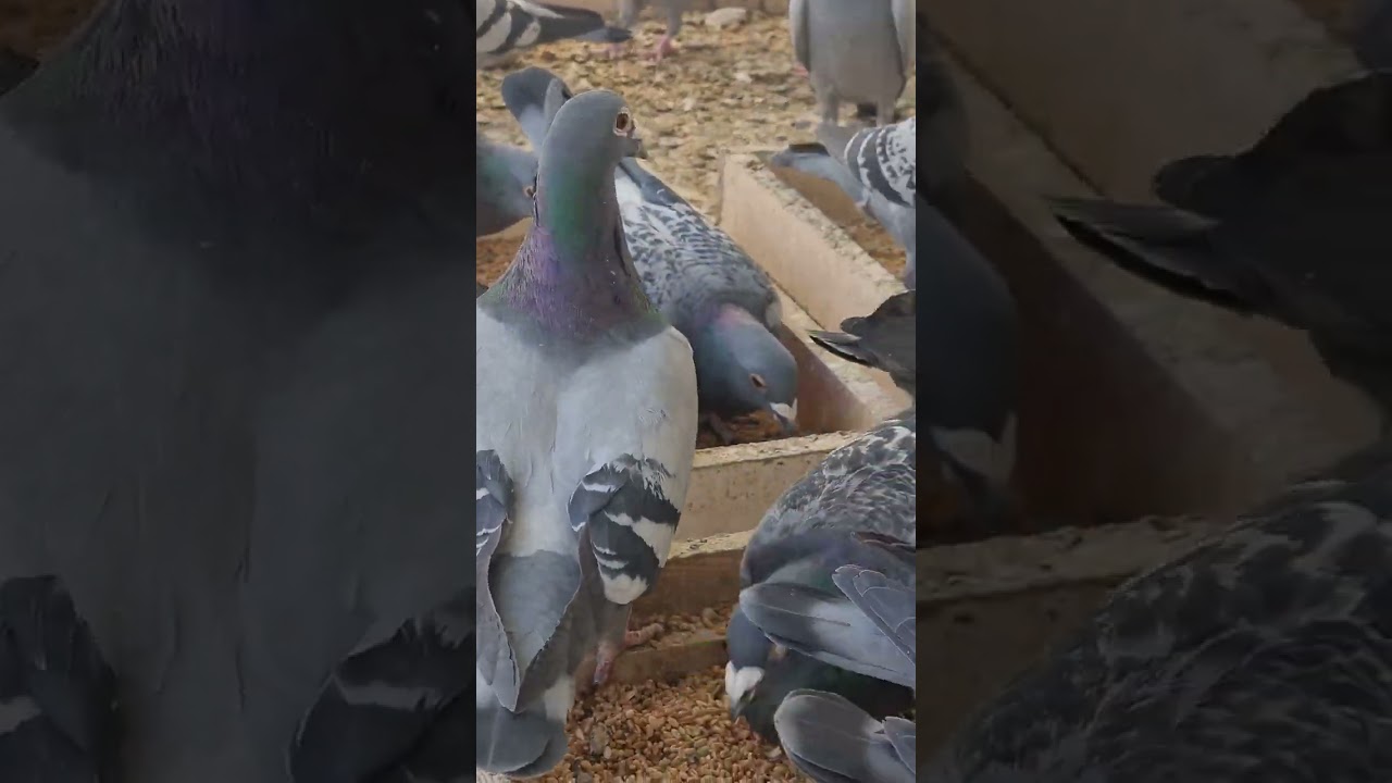 اشكال حمام الزاجل مسافات الطويله من سلاله الحاج منصور مقليه