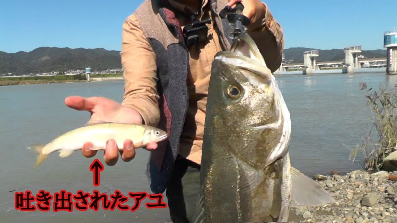 【衝撃】これぞ落ち鮎パターン！真昼間に出たスーパーランカー！！