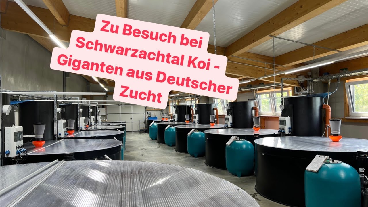 Schwarzachtal‘s Riesen! Zu Besuch bei Randolf und Richard.