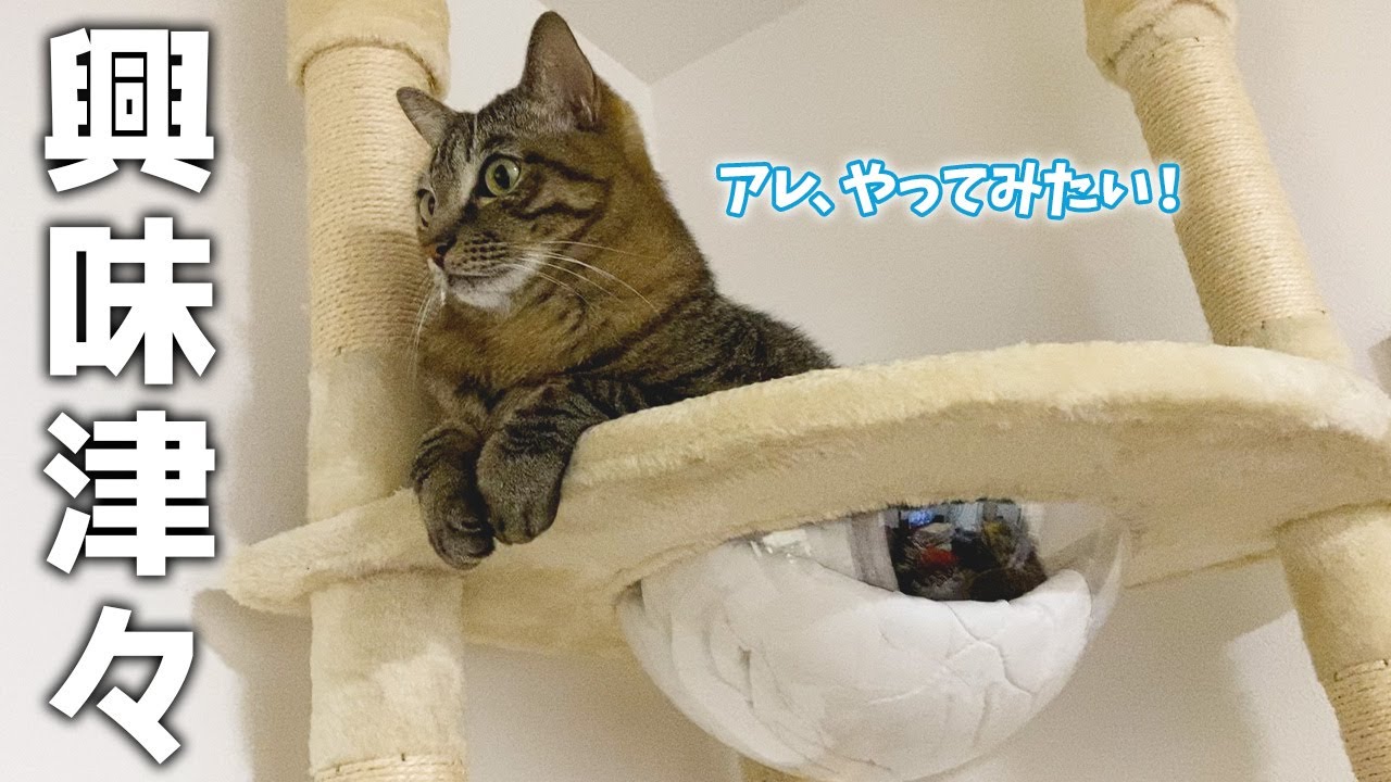 何を見ているのかと思ったら・・・