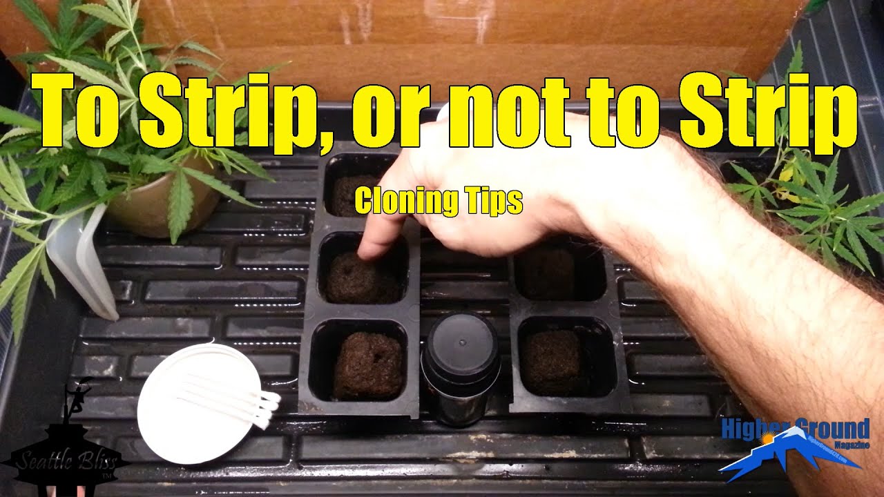 Cannabis Cloning Methods 01   Naked versus Stripped