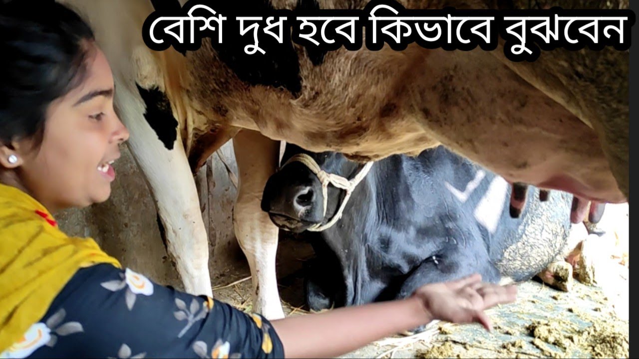 বেশি দুধ দিবে এরকম ভালো গাভী চেনার উপায় কি কি জানুন ইতির কাছ থেকে