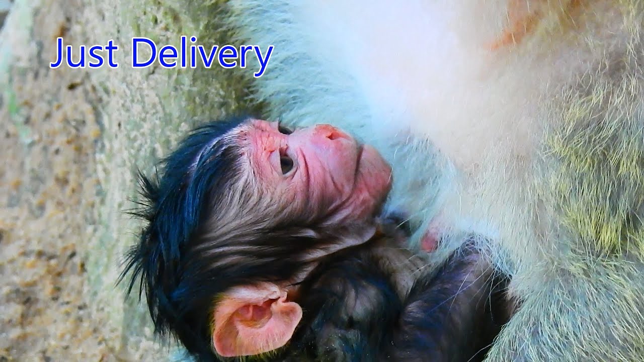 Welcome newborn gave a birth successful with super cute face.