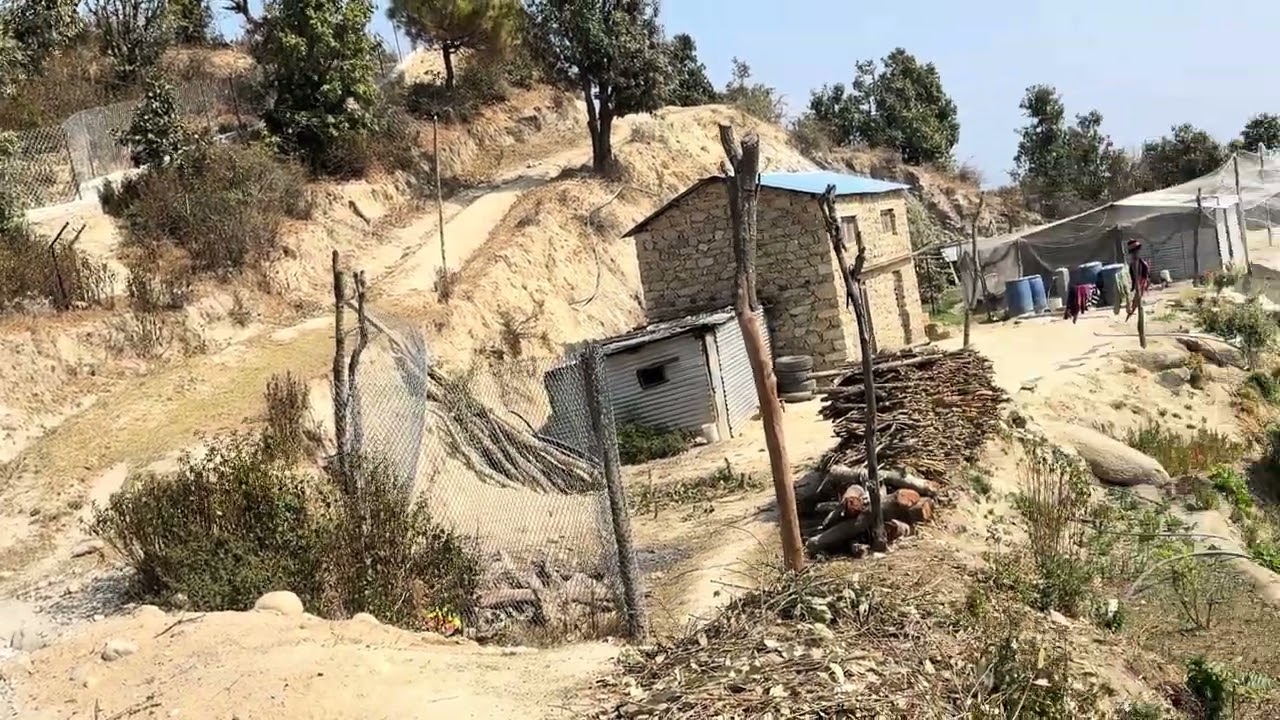 So sad for kalij farm 