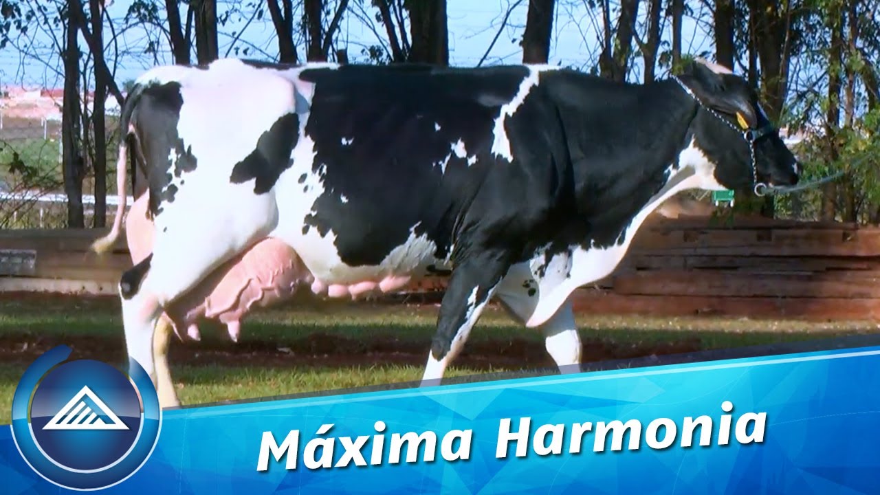 Vaca Máxima Harmonia