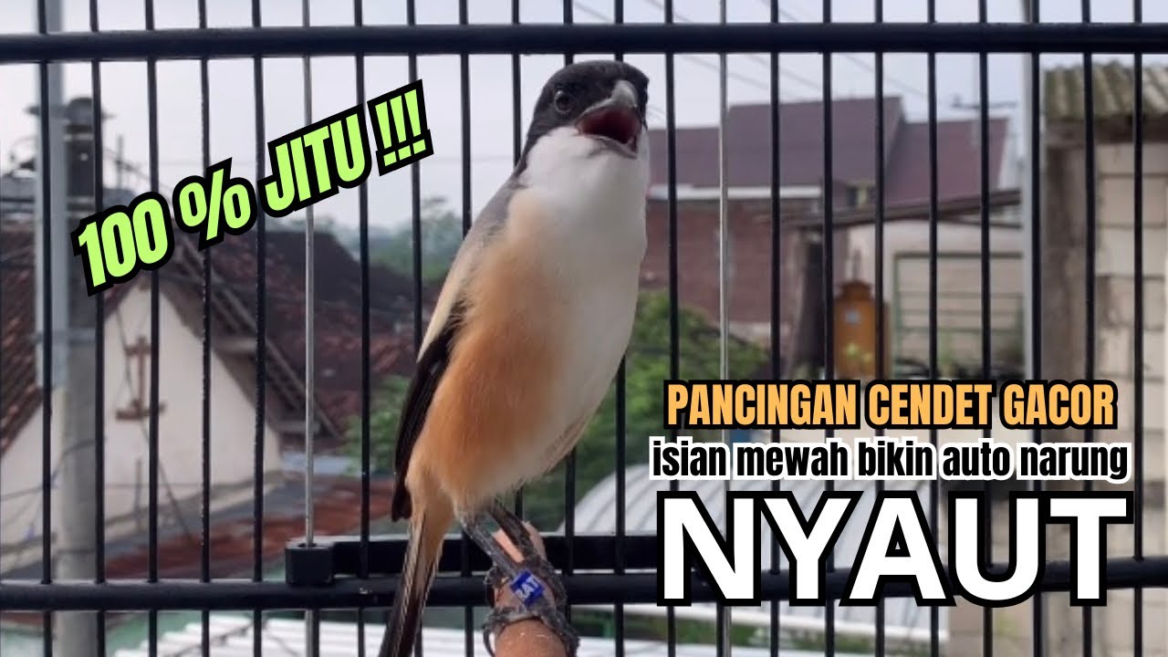 burung cendet gacor JUARA FULL ISIAN AMPUH PANCINGAN CENDET AGAR BUNYI bikin BURUNG PENTET GACOR