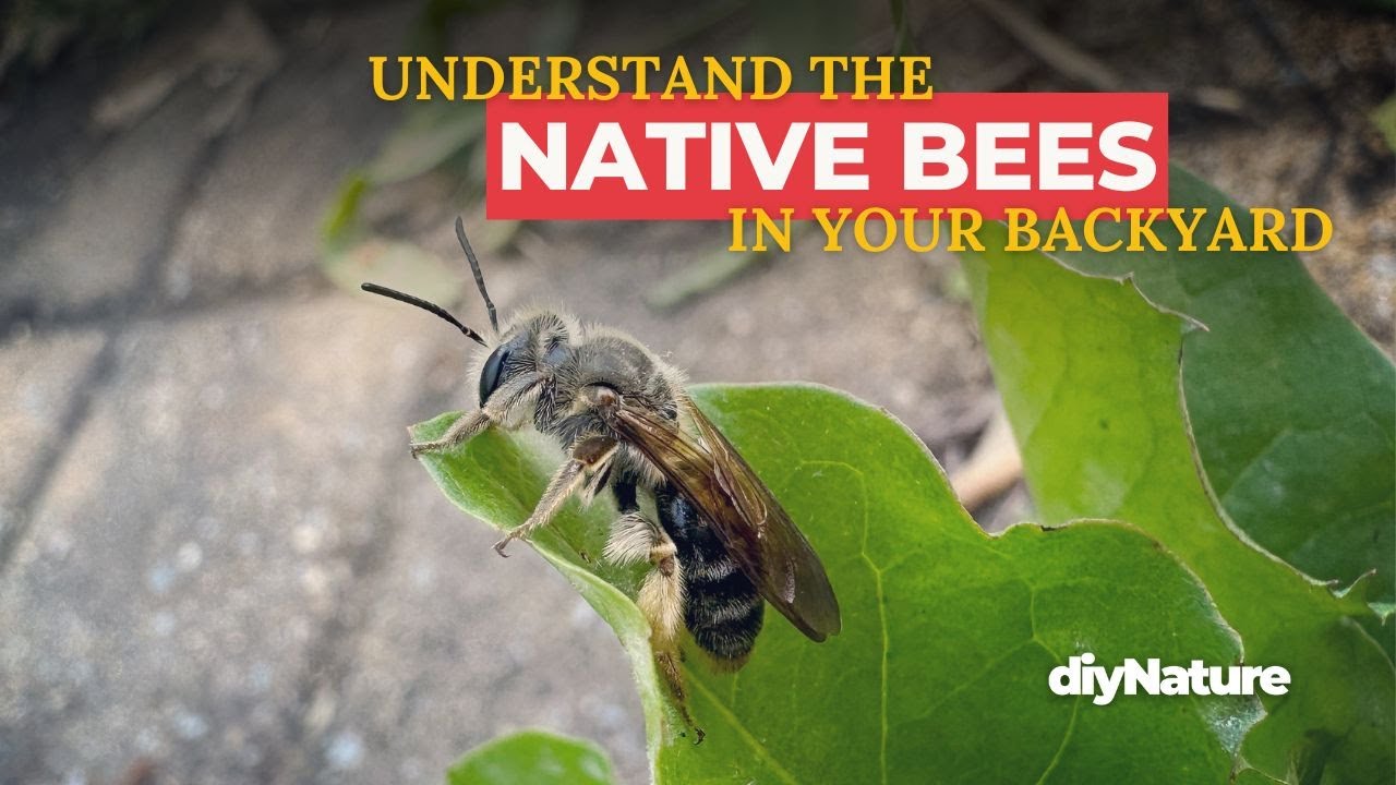 Exploring Native Bees: Unveiling the Secret World of Fuzzy Pollinators