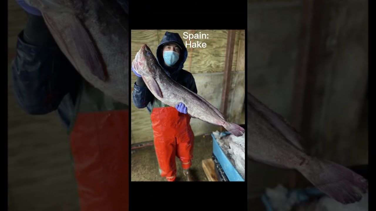Each Countries National Fish Pt1 #foryou #fishing #salmon #shorts #country #fish #spain #italy