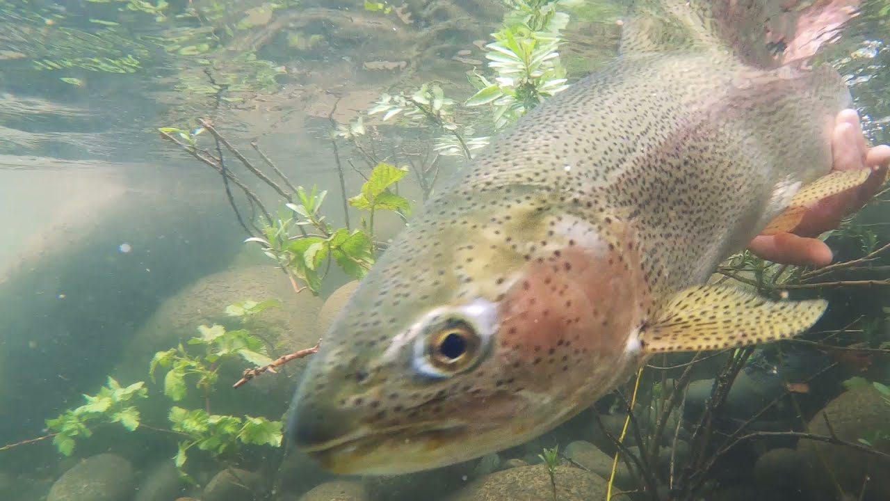 15 • Fly Fishing Bio-Bio Rivers // Pesca Río Bio-Bio 🎣🚣 // Piulo \\