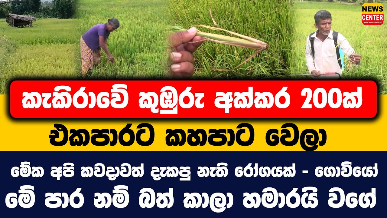 කැකිරාවේ කුඹුරු අක්කර 200ක් එකපාරට කහපාට වෙලා | මේක අපි කවදාවත් දැකපු නැති රෝගයක් - ගොවියෝ...