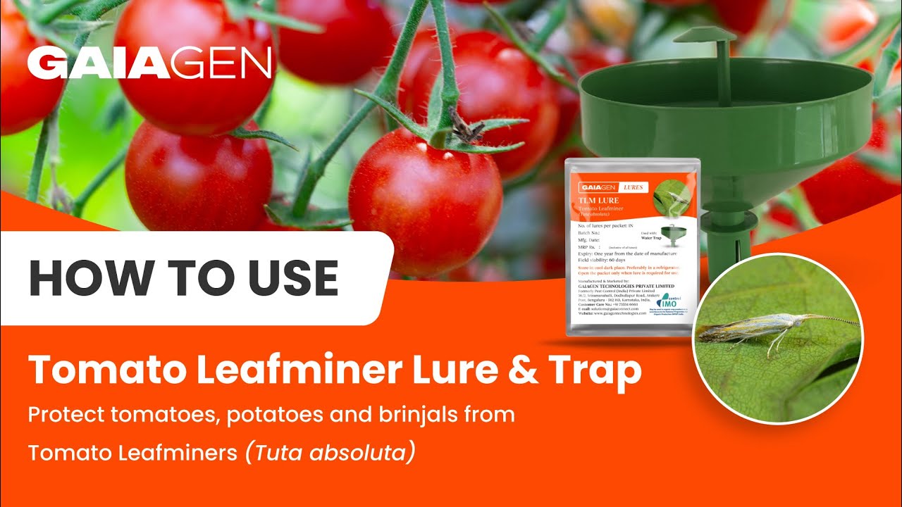 How to use pheromone lure for Tomato Leaf Miner (Tuta absoluta)