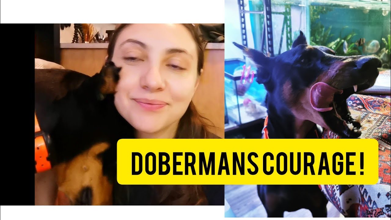 Would Your Dog PROTECT You ? _ Stella's Story !