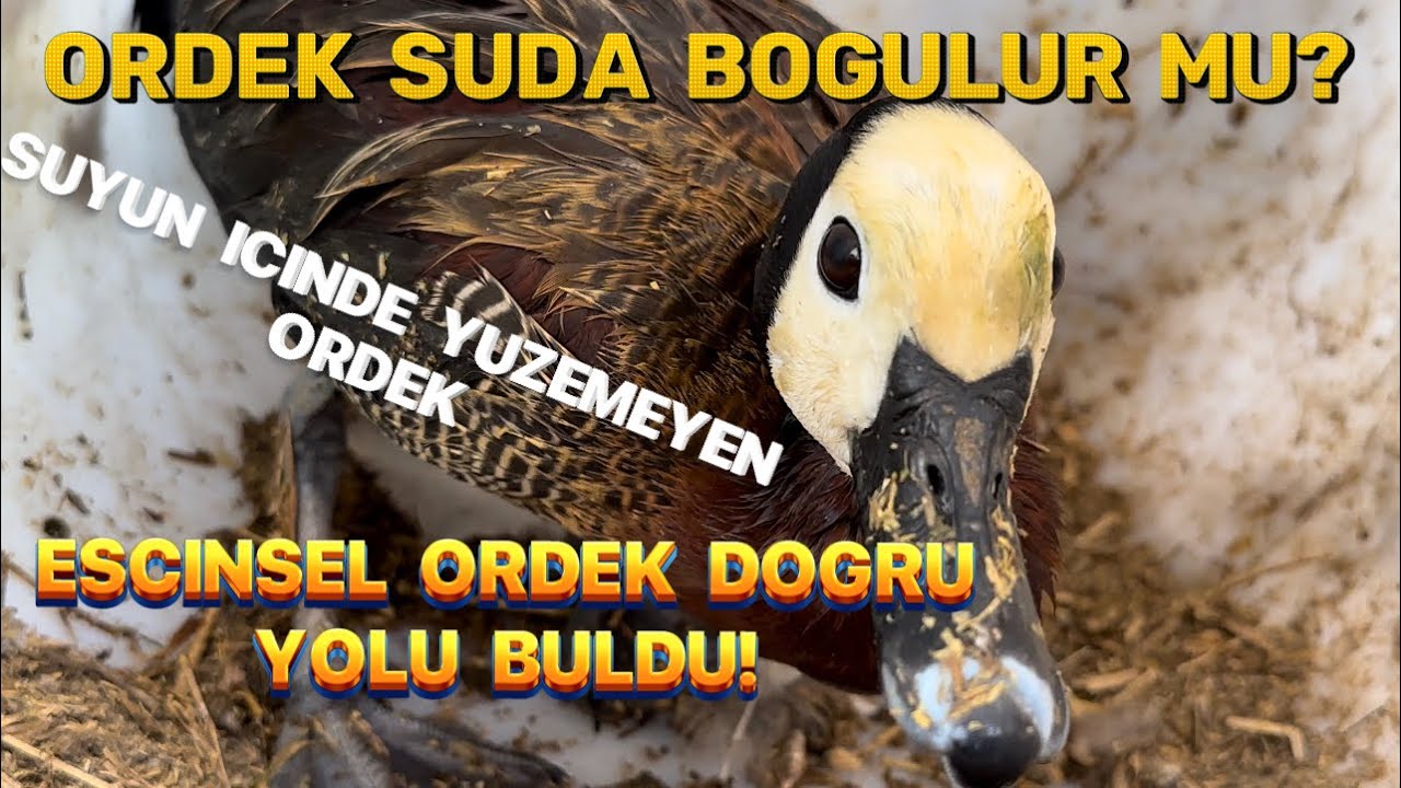 ÖRDEK SUDA BOGULUR MU?-ÖRDEK KARAR DEGİSTİRDİ- CİFTLİKTE NELER OLUYOR?