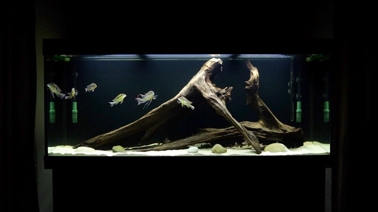 Complete Aquarium Makeover! | New Tank Setup For My Geophagus Tapajos Red Head Cichlids