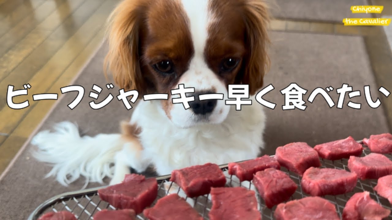 ちよねさんのチートデイ | とてもおいしそうにビーフジャーキーを食べる犬を抱きしめたくなった飼い主が幸せな日【北海道暮らし キャバリア】 - The dog with cheat day