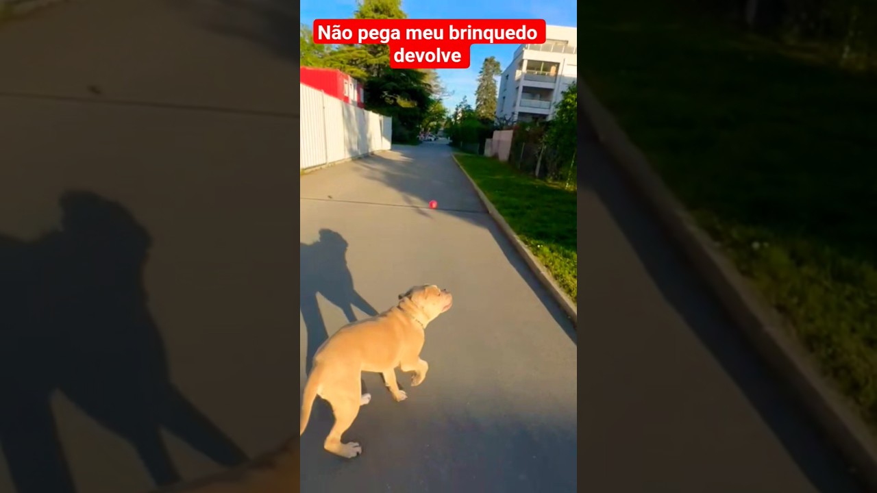 não pegameu brinquedo 
