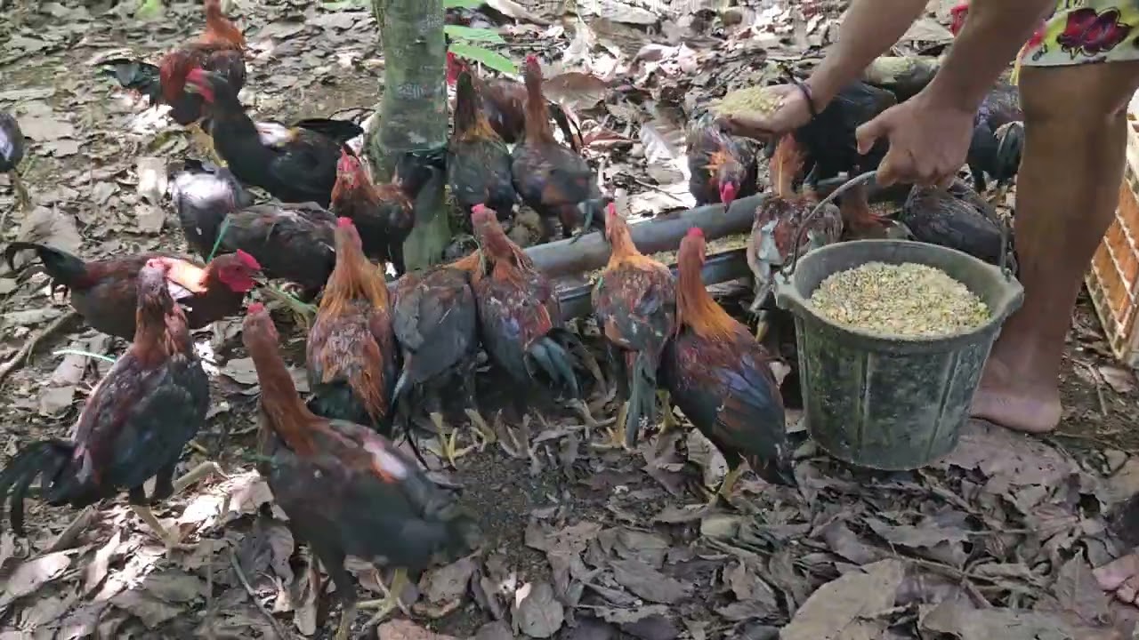 soltando los pollos en los macheros somos hacienda michelle calidad garantizada inf 849 460 1570