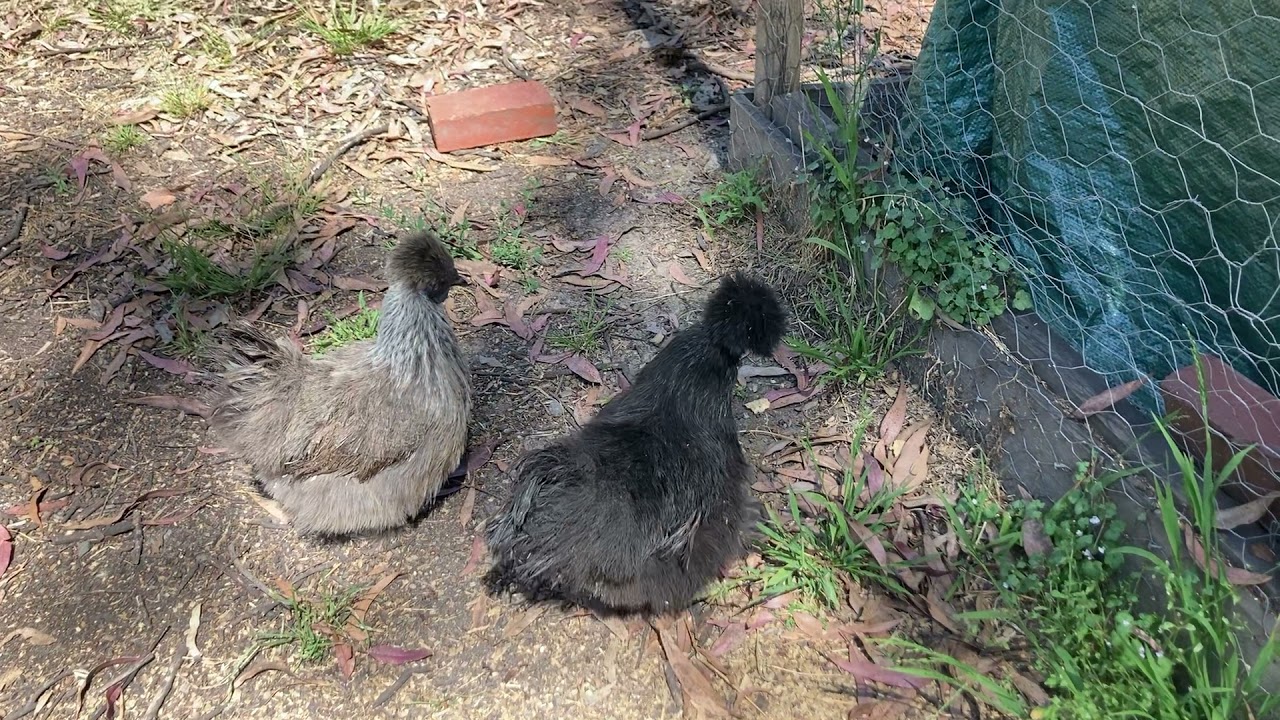 peaceful fluffy chickens