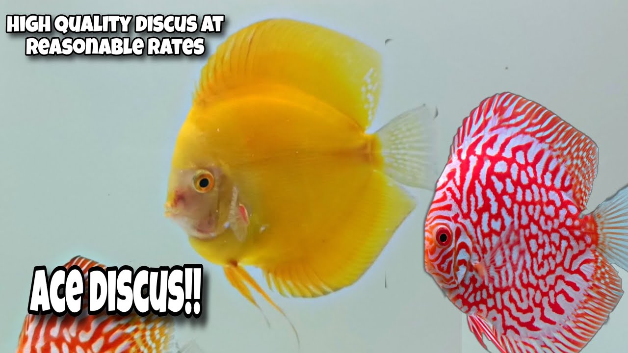 Exotic Discus at reasonable price | ACE DISCUS | Best quality Discus