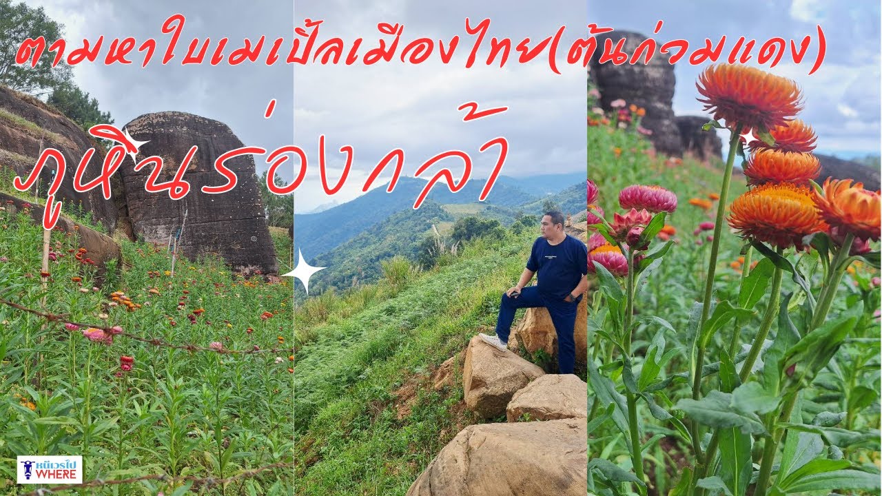 ตามหาใบเมเปิ้ล(ต้นก่วมแดง) อช ภูหินร่องกล้า