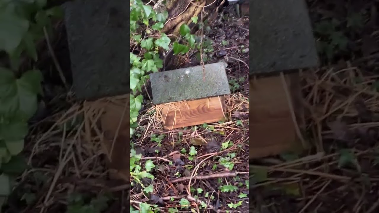 Where to position your hedgehog house or hedgehog nest box - instructional video