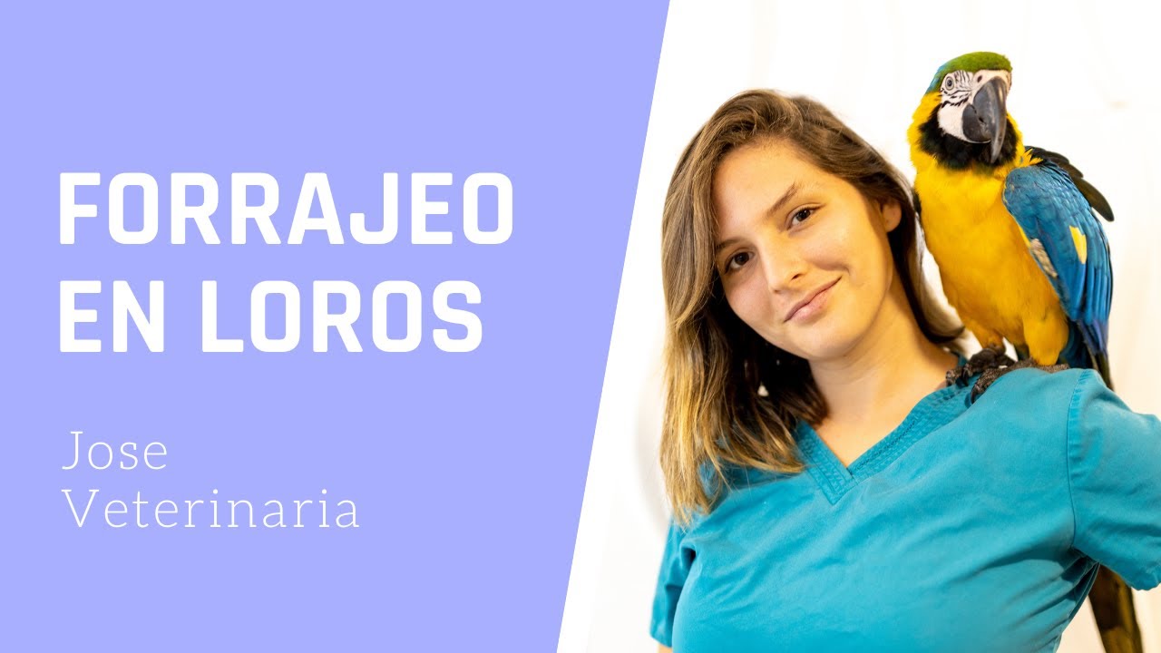 Forrajeo En LOROS ¿Porqué es importante? - Jose Veterinaria Etóloga de Aves