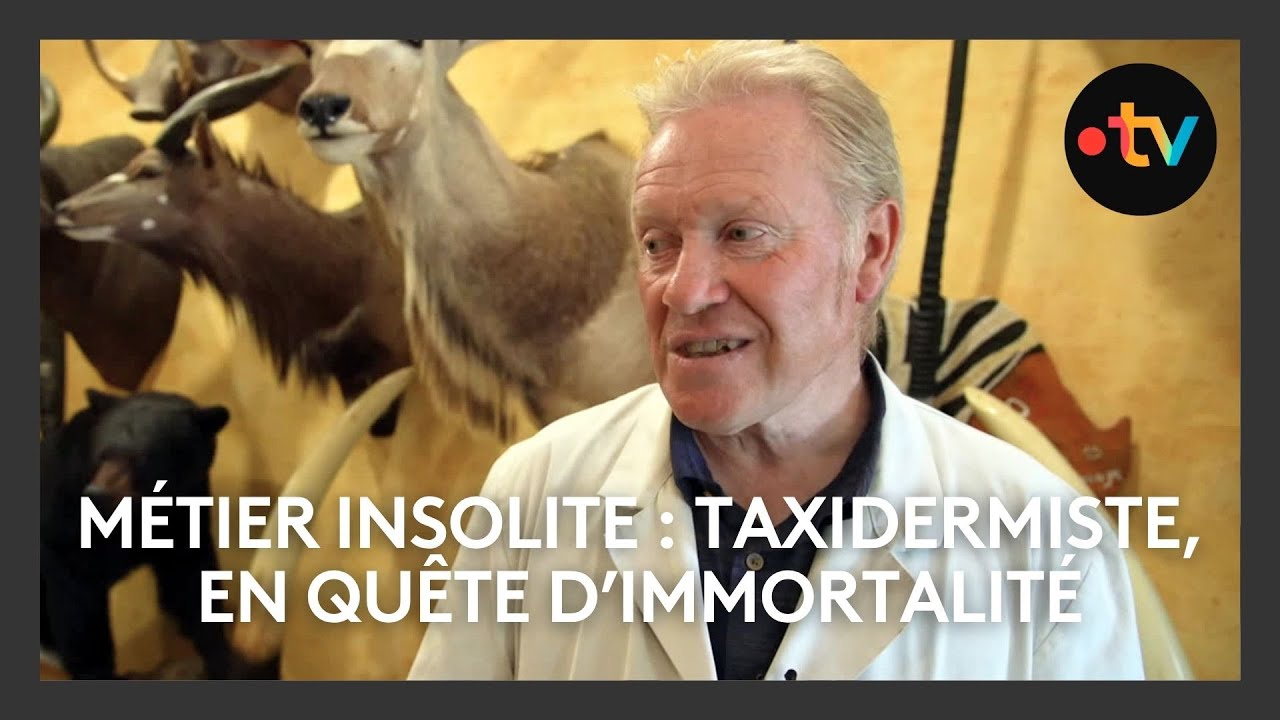 Immersion dans les coulisses d'un atelier de taxidermie