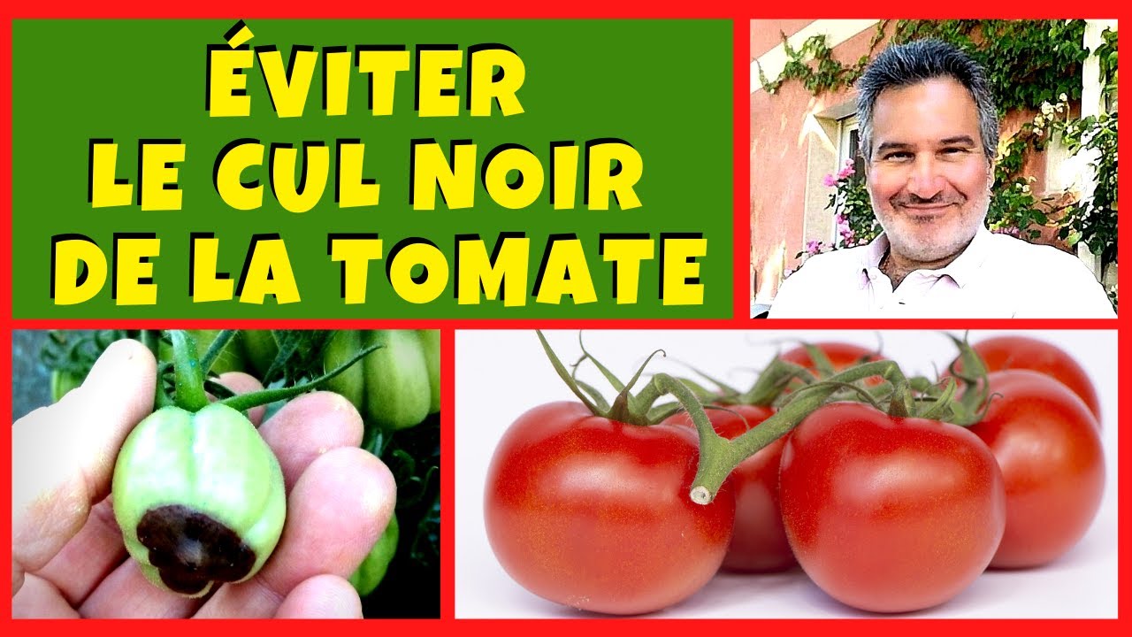 Tomate : comment éviter le cul noir (ou nécrose apicale) ?