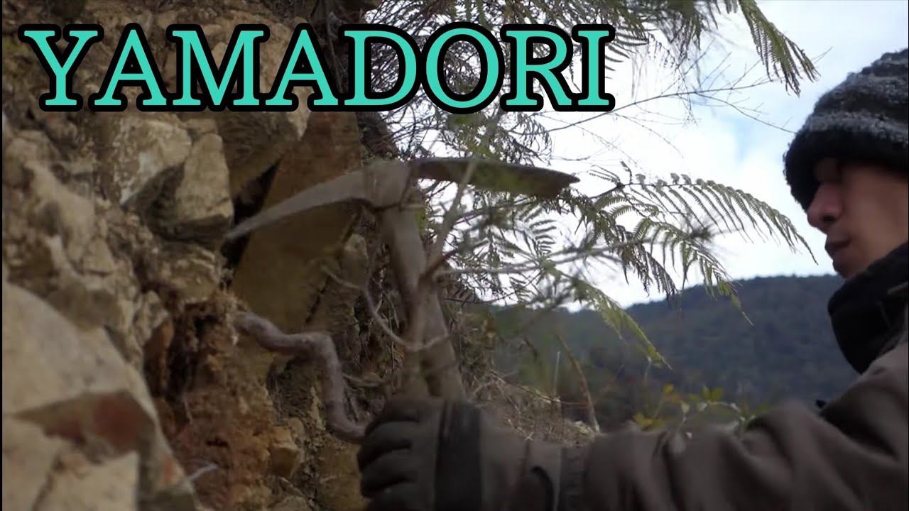 【Bonsai diary】 YAMADORI/Naturl Bonsai （Red pine）♯304