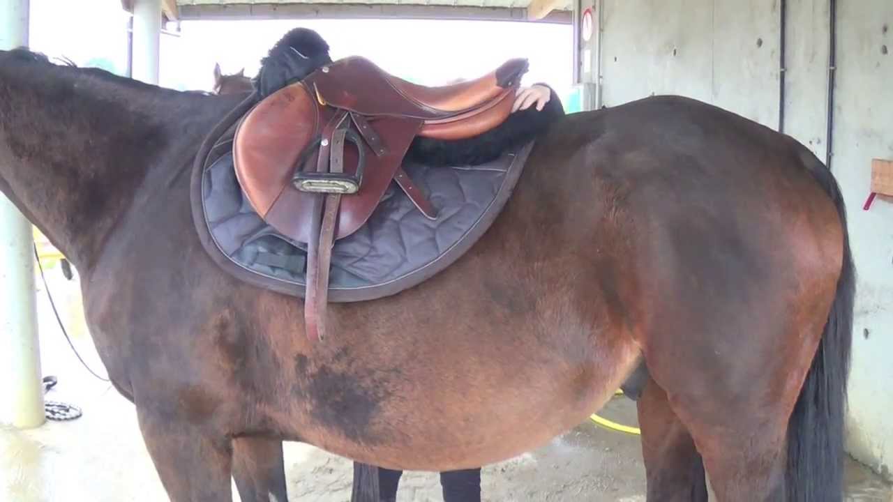 Comment seller un cheval