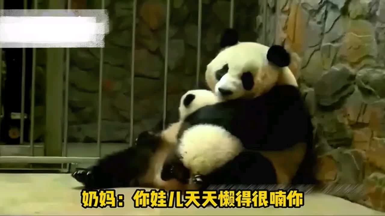 成大，最粗心的熊猫妈妈。带娃全看演技。