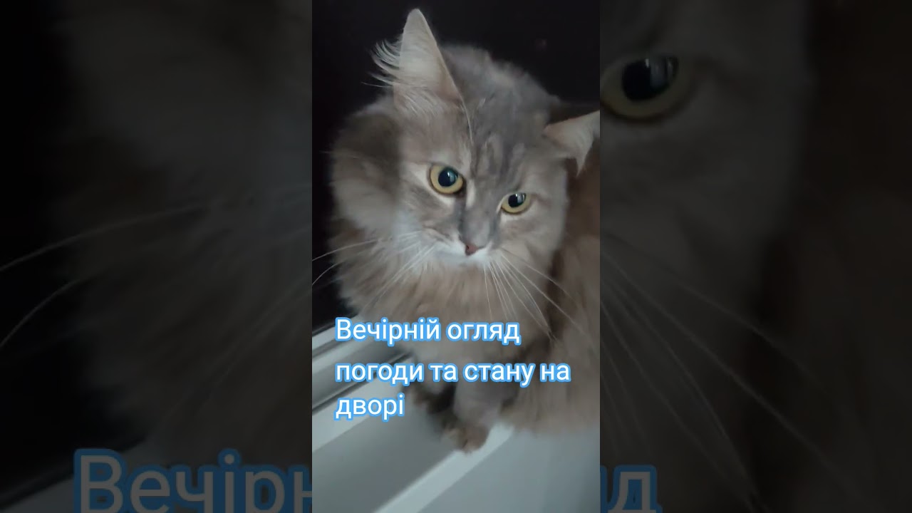 Ксюша спостерігає за всим, що коїться навколо @user-natalusik #кіт #cat #cats