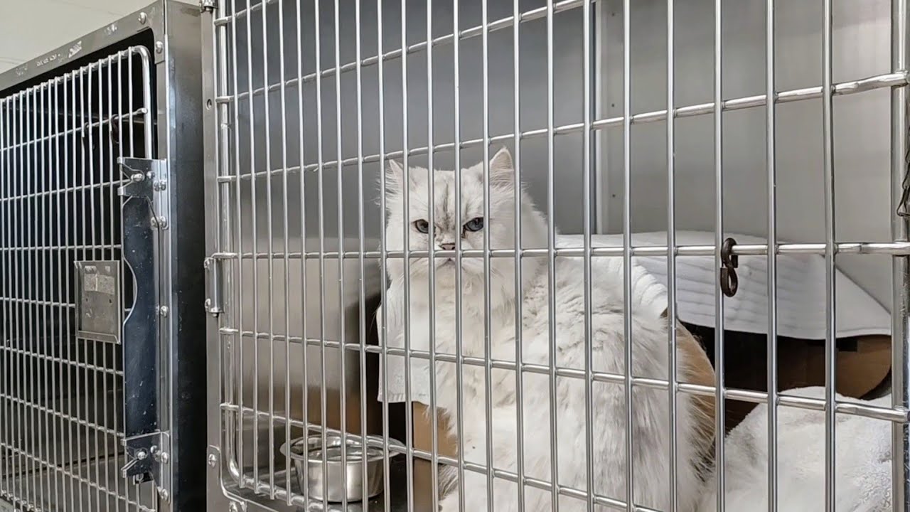 Inside Toronto's Largest Animal Shelter