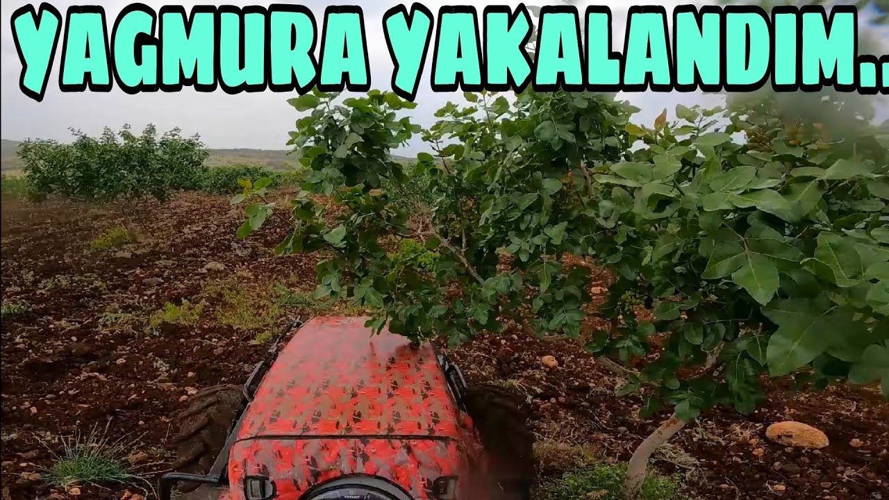 FISTIK SÜRÜMÜNDE ZOR BIR GÜN... YAĞMUR, PULLUK ARIZASI... SÜRÜM YARIM KALDI...