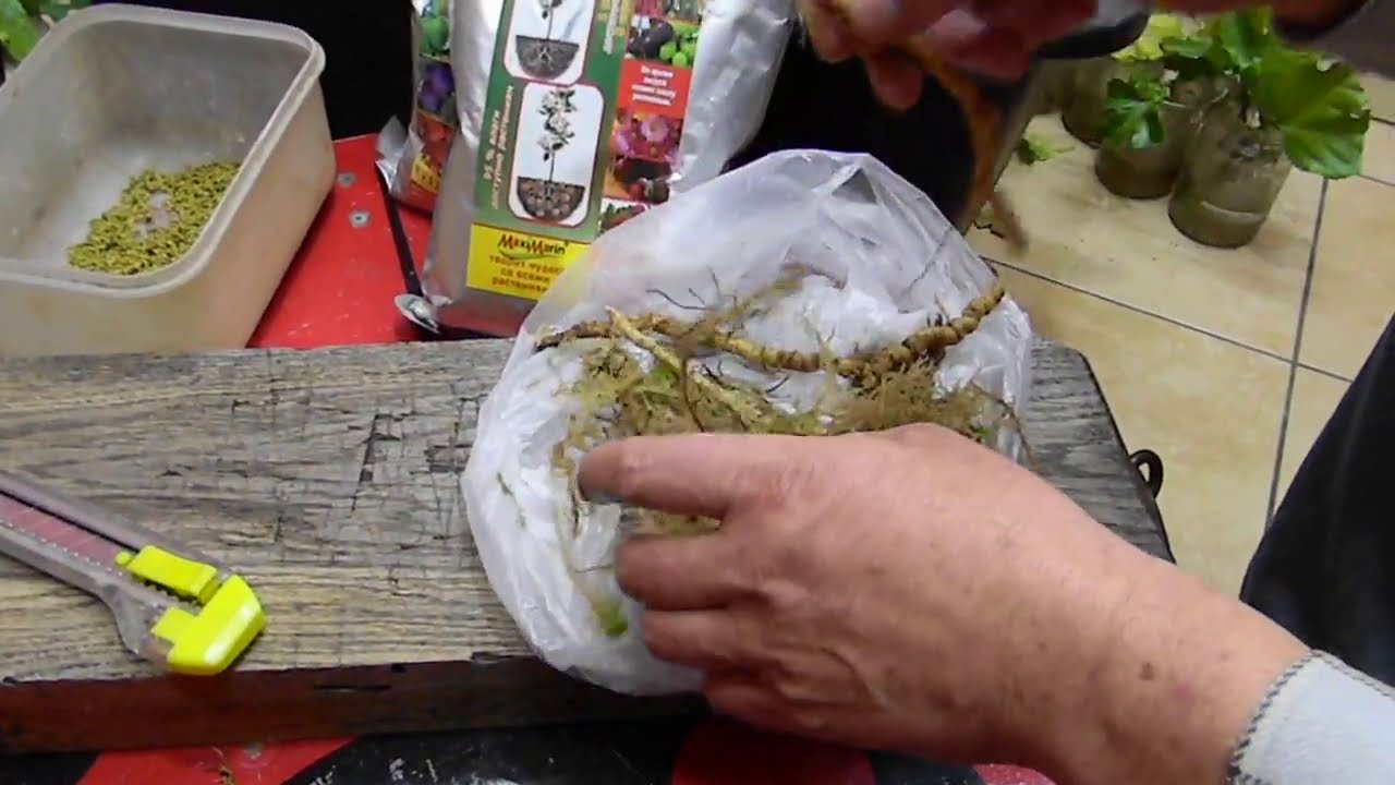 Как я выращиваю Маракуйю Северную из корней.