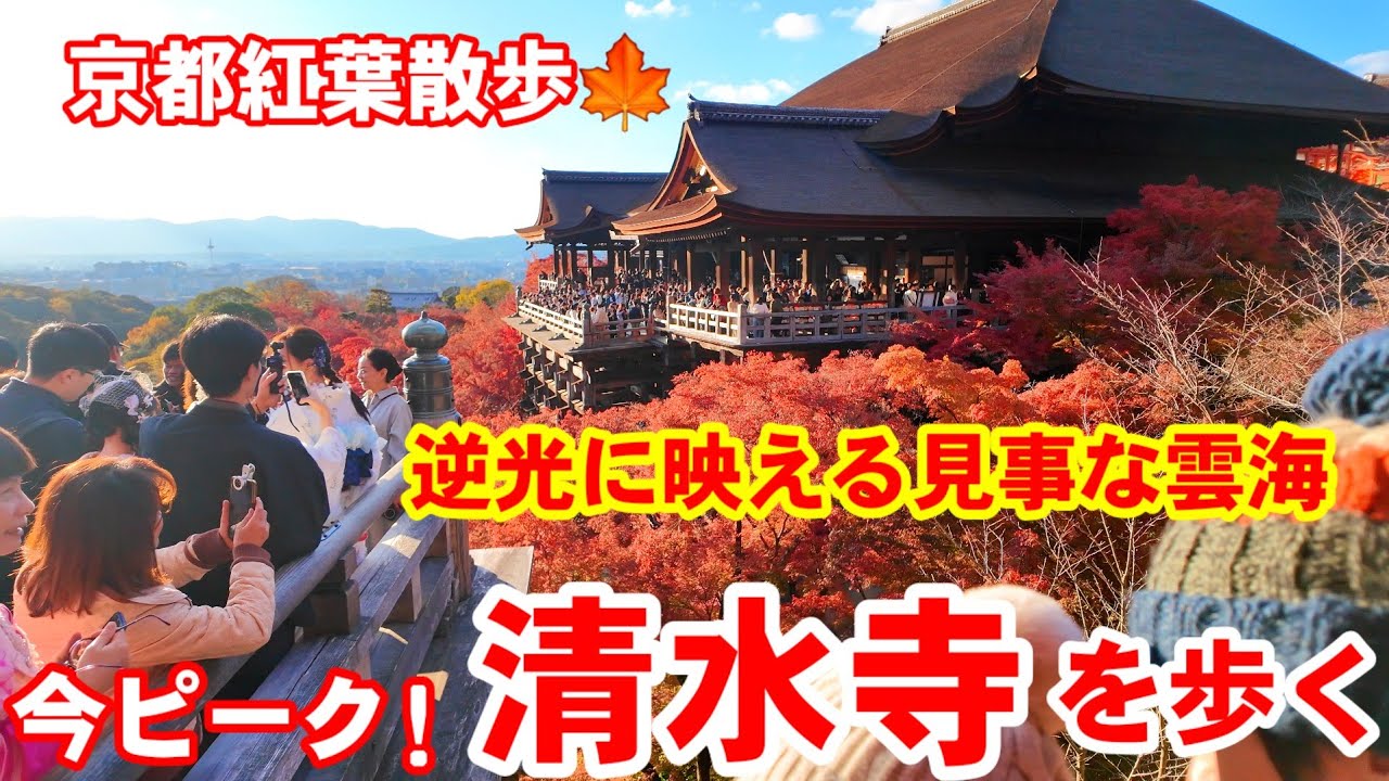 11/29(土)京都紅葉散歩🍁ピーク到来で大盛況の清水寺を歩く【4K】Autumn leaves at Kiyomizu-dera Temple