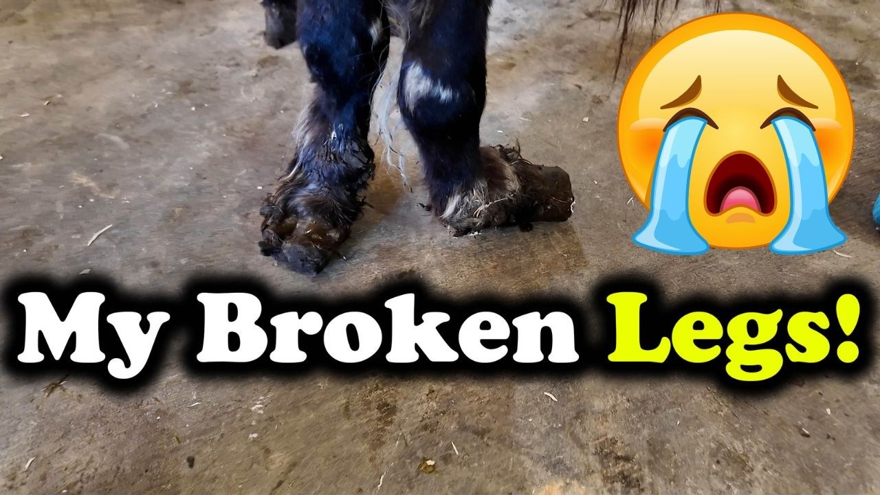 22 Saved From Slaughter | April Almost Live Buyout Intake and Assessment