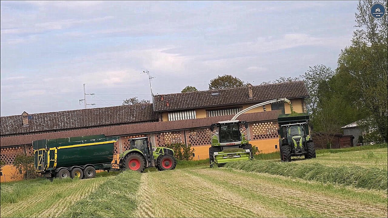 Claas Jaguar 980 (498) & 4 Zaccaria trailers - Germani Srl - Ryegrass silage