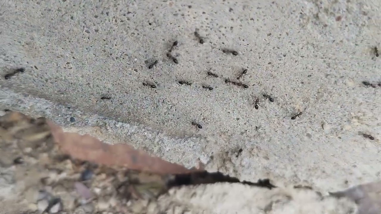 Ants insect Tharparkar #peacock #drinkingwater #thar #reels #foryou #shorts #birdsounds