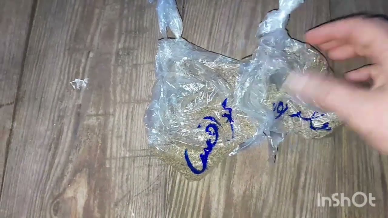 غرست انا والزوج قصبر والمعدونس في الحديقة الصغيرة نتاعي