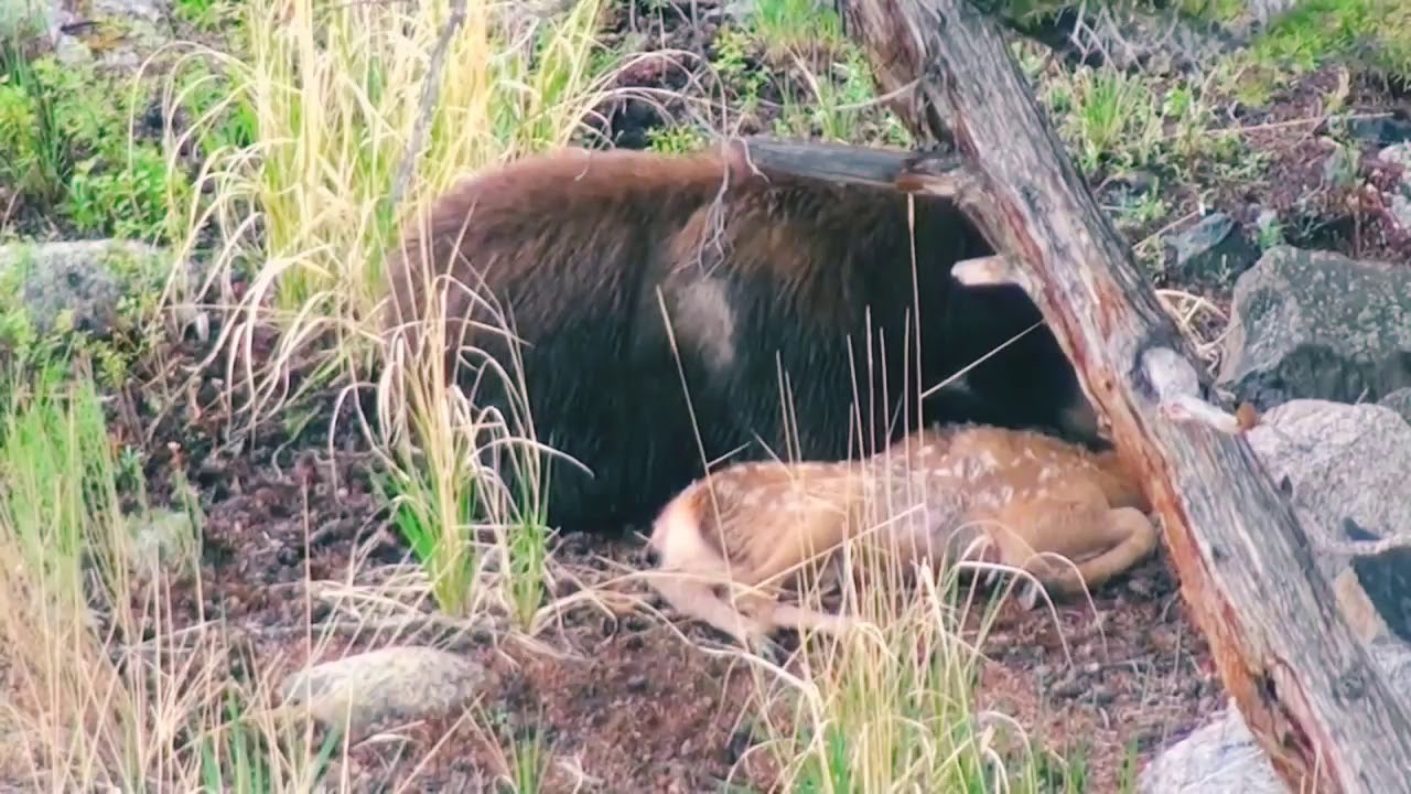 Grizzly Bear Viciously Kills and Begins Eating Young Deer(?) - Not Necessarily in that Order.