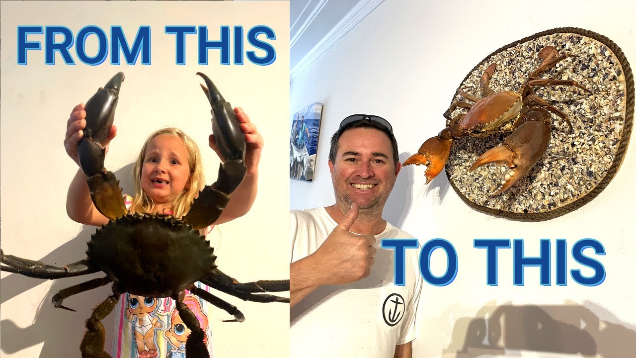 Mud Crab Taxidermy