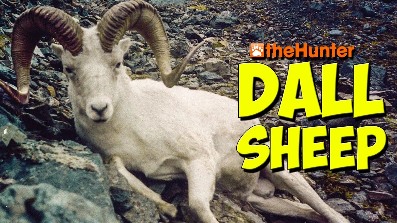 DALL SHEEP DICKERY - theHunter 2017 Gameplay w/leeroy