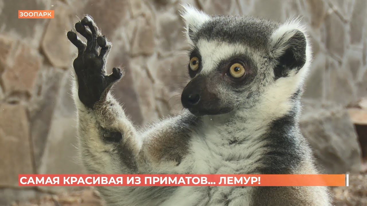 Самую красивую обезьяну выбрали в ростовском зоопарке