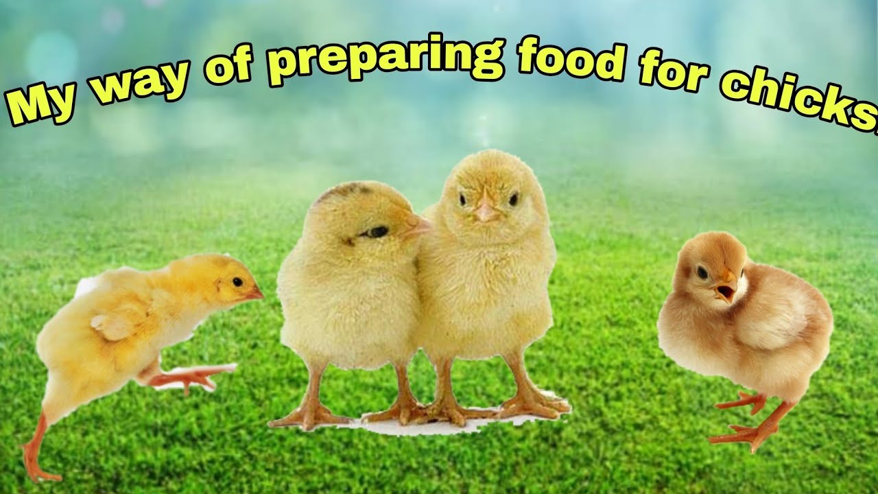 😊 My way of preparing food for chicks...