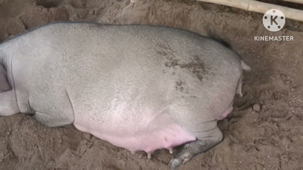 สังเกต!!ลักษณะอาการหมูท้องแก่ใกล้คลอด#ป้าแอ๋วคนเลี้ยงหมู #ลูกหมูป่าผสมเหมยซาน
