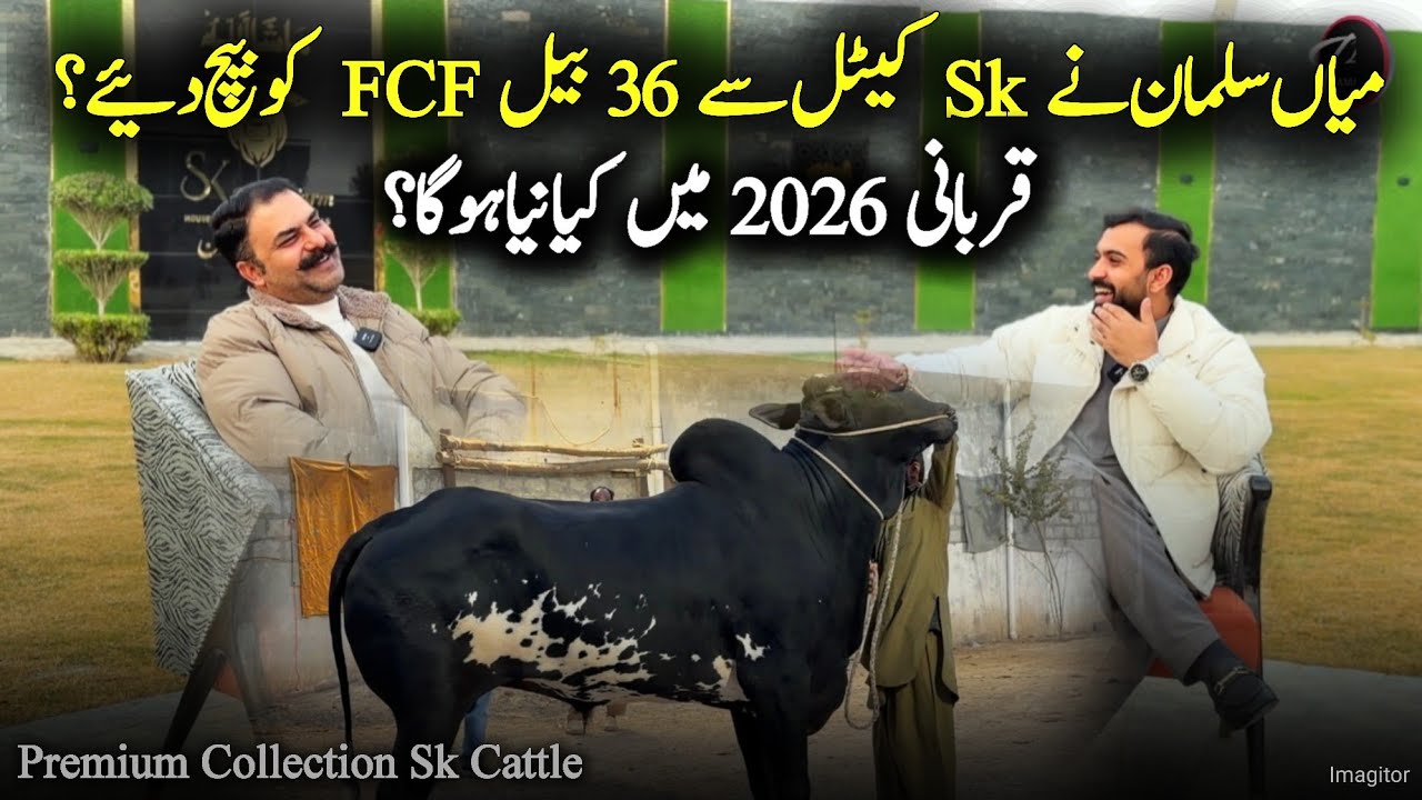Ферма Sk Cattle Farm продала 36 быков породы Фатехджанги ферме Farrukh Cattle Farm - тренд, задан...