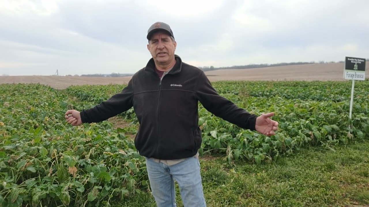 Forage Brassica Research
