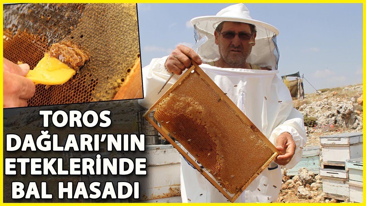 2 Bin 300 Rakımda Bal Hasadı Başladı