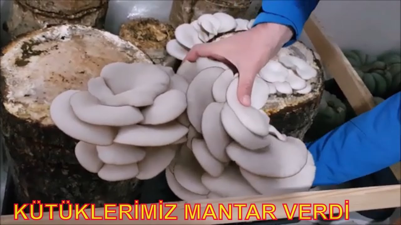 İstiridye Mantarı Yetiştiriciliği,  Mantar Kavurması